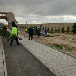 Xətai rayonunda “Yaşıl dünya naminə həmrəylik ili” çərçivəsində ağacəkmə aksiyası davam etdirilir