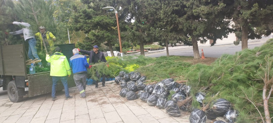 Xətai rayonunda “Yaşıl dünya naminə həmrəylik ili” çərçivəsində ağacəkmə aksiyası davam edir