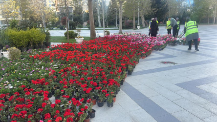 18 aprel 2026-cı il tarixində Xətai rayonunda “Şəhərsalma və Memarlıq ili” çərçivəsində ağacəkmə aksiyası keçirilib