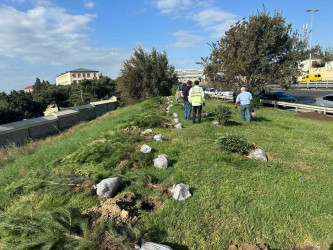 Zığ yolu küçəsində “Yaşıl Dünya naminə həmrəylik ili” çərçivəsində növbəti ağacəkmə aksiyası keçirilib