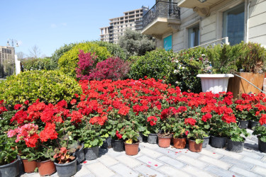 18 aprel 2026-cı il tarixində Xətai rayonunda “Şəhərsalma və Memarlıq ili” çərçivəsində ağacəkmə aksiyası keçirilib