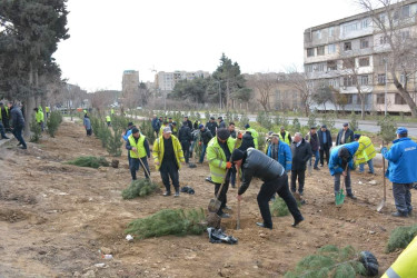 Xətai rayonunda  Cavanşir küçəsi 21 və Babək prospektində ağacəkmə aksiyası keçirilib