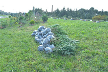 Zığ yolu küçəsində “Yaşıl Dünya naminə həmrəylik ili” çərçivəsində növbəti ağacəkmə aksiyası keçirilib