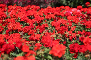 18 aprel 2026-cı il tarixində Xətai rayonunda “Şəhərsalma və Memarlıq ili” çərçivəsində ağacəkmə aksiyası keçirilib