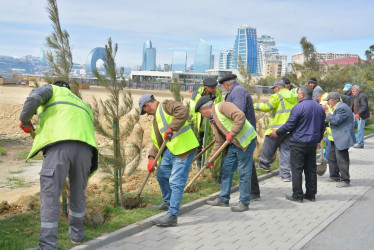 Xətai rayonunda “Konstitusiya və Suverenlik ili” çərçivəsində ümumrayon iməcliyi və ağacəkmə aksiyası təşkil olunub.