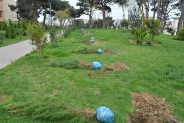Xətai rayonunda “Konstitusiya və Suverenlik ili” çərçivəsində ümumrayon iməcliyi və ağacəkmə aksiyası təşkil olunub.