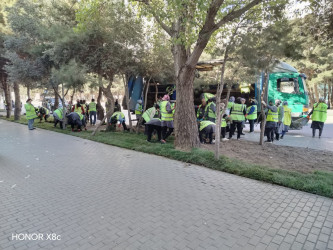 Xətai rayonunda yeni yaşıllıq zolaqları salınmışdır