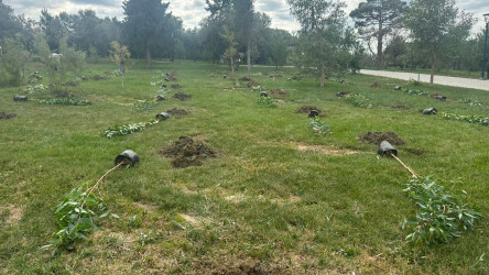 Xətai rayonunda “Konstitusiya və Suverenlik ili” çərçivəsində ağacəkmə aksiyası keçirildi
