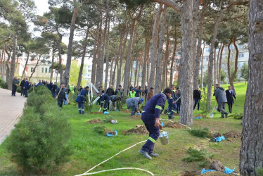 Xətai rayonunda “Konstitusiya və Suverenlik ili” çərçivəsində ümumrayon iməcliyi və ağacəkmə aksiyası təşkil olunub.