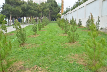 “Konstitusiya və Suverenlik ili” çərçivəsində Gənclik parkında ağacəkmə aksiyası təşkil olunub.