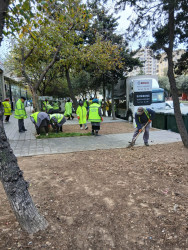 Rayonun Məhəmməd Hadi və Aşıq Ələsgər küçələrində yaşıllıq zolağı salınıb