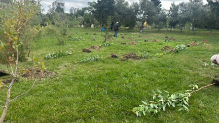 Xətai rayonunda “Konstitusiya və Suverenlik ili” çərçivəsində ağacəkmə aksiyası keçirildi