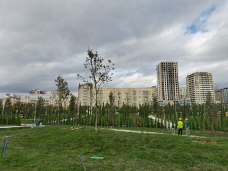 “Yaşıl dünya naminə həmrəylik ili” çərçivəsində ağacəkmə aksiyası davam edir.