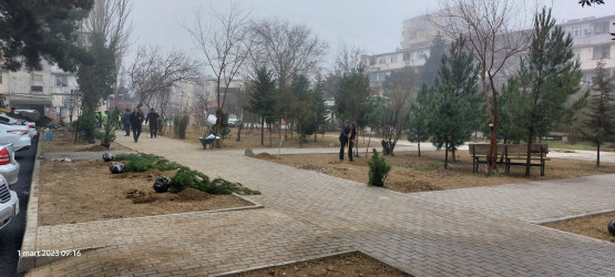 Xətai rayonunda ağacəkmə aksiyası keçirilib