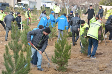 Xətai rayonunda  Cavanşir küçəsi 21 və Babək prospektində ağacəkmə aksiyası keçirilib