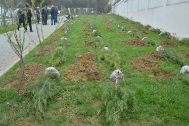 “Konstitusiya və Suverenlik ili” çərçivəsində Gənclik parkında ağacəkmə aksiyası təşkil olunub.