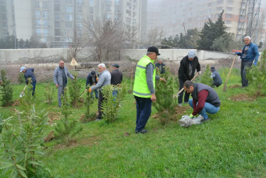 “Konstitusiya və Suverenlik ili” çərçivəsində Gənclik parkında ağacəkmə aksiyası təşkil olunub.