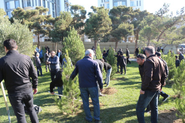Gənclik parkında daha bir ağacəkmə aksiyası keçirildi