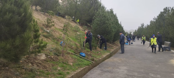 “Yaşıl dünya naminə həmrəylik ili” çərçivəsində Gəncə prospekti və Cavanşir küçələrində ağacəkmə aksiyası keçirilib