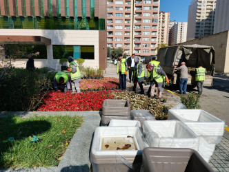 Xətai rayonunda “Yaşıl dünya naminə həmrəylik ili” çərçivəsində ağacəkmə aksiyası davam edir