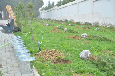 “Konstitusiya və Suverenlik ili” çərçivəsində Gənclik parkında ağacəkmə aksiyası təşkil olunub.