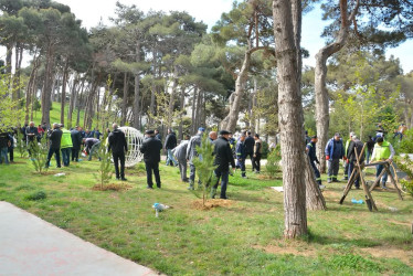 Xətai rayonunda “Konstitusiya və Suverenlik ili” çərçivəsində ümumrayon iməcliyi və ağacəkmə aksiyası təşkil olunub.