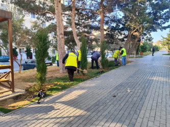 Xətai rayonunda Polad Həşimov küçəsində “Yaşıl dünya naminə həmrəylik ili” çərçivəsində  ağacəkmə aksiyası keçirildi