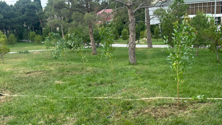 Xətai rayonunda “Konstitusiya və Suverenlik ili” çərçivəsində ağacəkmə aksiyası keçirildi