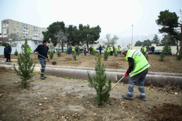 Xətai rayonunda Cavanşir və Ceyhun Həsənov küçələrində ağacəkmə aksiyası keçirilib