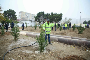 Xətai rayonunda Cavanşir və Ceyhun Həsənov küçələrində ağacəkmə aksiyası keçirilib