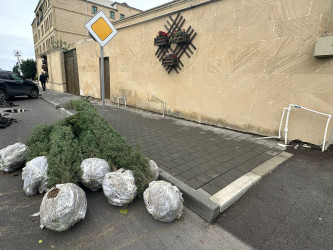 Xətai rayonunda “Yaşıl dünya naminə həmrəylik ili” çərçivəsində ağacəkmə aksiyasına start verilib