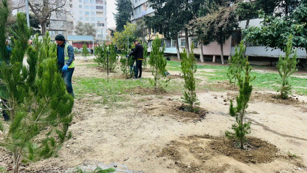 X.Məmmədov küçəsi 31 ünvanında ağacəkmə aksiyası keçirildi