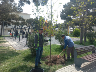 Xətai rayonunda növbəti yaşıllaşdırma tədbiri keçirilib