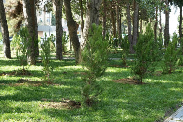 27 Sentyabr – Anım Günü ilə əlaqədar Xətai rayonunda ağacəkmə aksiyası keçirilib və ehsan süfrəsi təşkil olunub