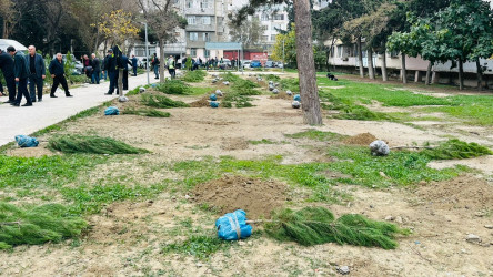 X.Məmmədov küçəsi 31 ünvanında ağacəkmə aksiyası keçirildi