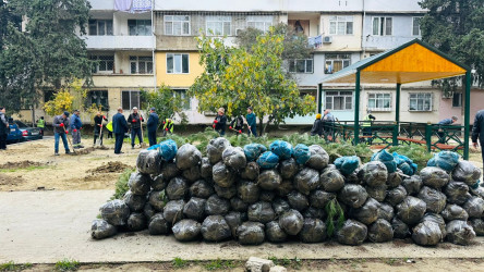 X.Məmmədov küçəsi 31 ünvanında ağacəkmə aksiyası keçirildi