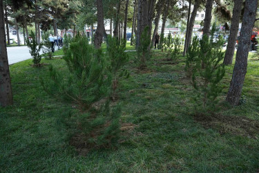 27 Sentyabr – Anım Günü ilə əlaqədar Xətai rayonunda ağacəkmə aksiyası keçirilib və ehsan süfrəsi təşkil olunub
