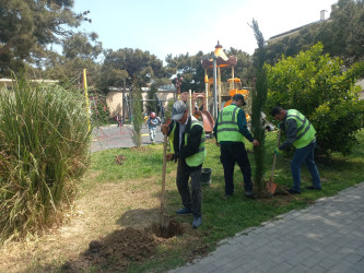 Xətai rayonunda növbəti yaşıllaşdırma tədbiri keçirilib