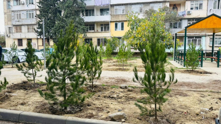X.Məmmədov küçəsi 31 ünvanında ağacəkmə aksiyası keçirildi