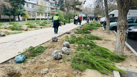 X.Məmmədov küçəsi 31 ünvanında ağacəkmə aksiyası keçirildi