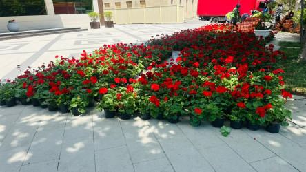 Bir gül də sən ək!