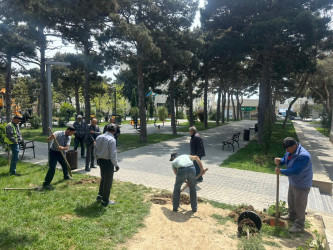Xətai rayonunda növbəti yaşıllaşdırma tədbiri keçirilib