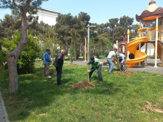 Xətai rayonunda növbəti yaşıllaşdırma tədbiri keçirilib