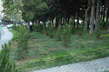 27 Sentyabr – Anım Günü ilə əlaqədar Xətai rayonunda ağacəkmə aksiyası keçirilib və ehsan süfrəsi təşkil olunub