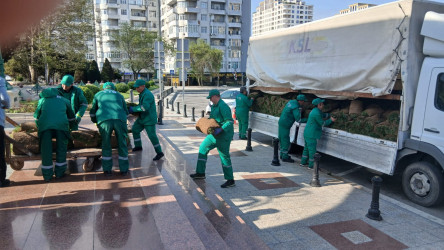 Xətai rayonunda növbəti yaşıllaşdırma tədbiri keçirilib