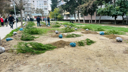 X.Məmmədov küçəsi 31 ünvanında ağacəkmə aksiyası keçirildi