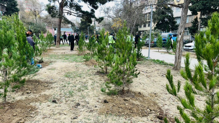 X.Məmmədov küçəsi 31 ünvanında ağacəkmə aksiyası keçirildi