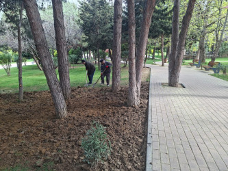 Xətai rayonunda növbəti yaşıllaşdırma tədbiri keçirilib