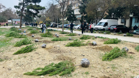 X.Məmmədov küçəsi 31 ünvanında ağacəkmə aksiyası keçirildi