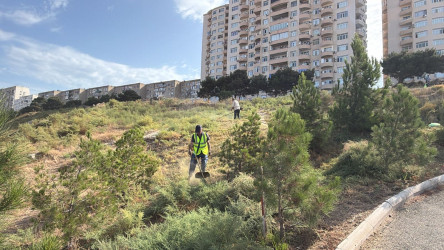 05.09.2026-cı il tarixində Xətai rayonunda təmizlik və abadlıq iməciliyi keçirilib